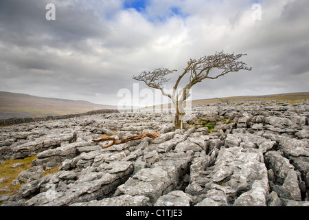 Lone Tree sulla cicatrice Twisleton vicino Ingleton Yorkshire Inghilterra Foto Stock