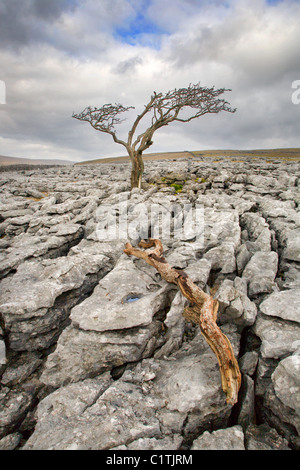 Lone Tree sulla cicatrice Twisleton vicino Ingleton Yorkshire Inghilterra Foto Stock