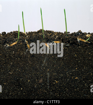 Wild Oat (Avena fatua) piantine di germinare in vetro facciate serbatoio per mostrare i semi e radici Foto Stock