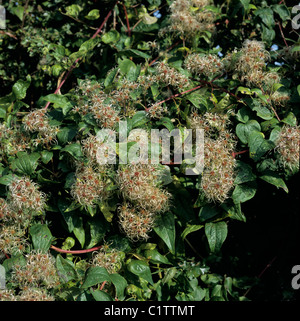 Il viaggiatore gioia o uomo vecchio con la barba (Clematis vitalba) seedheads selvatiche di scalatore Foto Stock