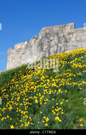 La molla narcisi dalla storica città romana mura di York, North Yorkshire, Inghilterra, Regno Unito. Foto Stock