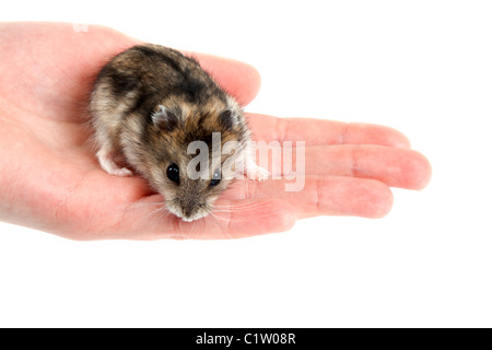 Un criceto su palm isolato su sfondo bianco Foto Stock