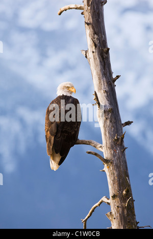 Un aquila calva appollaiato su un albero morto arto affacciato sul fiume Chilkat guardando per il salmone vicino Haines, Alaska. Foto Stock