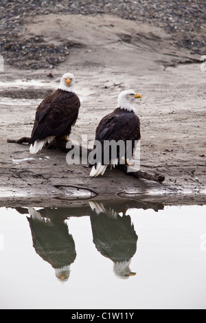 Due aquile calve seduta sul log sulla ghiaia bar con la riflessione nel fiume Chilkat in Chilkat aquila calva preservare in Haines, Alaska. Foto Stock