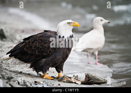 Aquila calva guardie scarti di salmone dai concorrenti come seagull si affaccia su in Chilkat aquila calva preservare vicino Haines, Alaska. Foto Stock