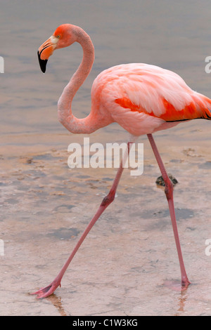 American Flamingo su Isabela island, Galapagos (chiamato anche dei caraibi fenicotteri) Foto Stock