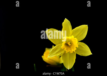 La pasqua lily su un solido background nero. Foto Stock