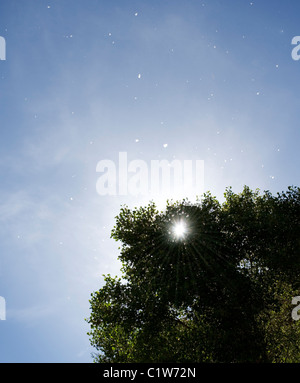 Pioppi neri americani di semi di alberi che si allontanano dalla brezza. Foto Stock