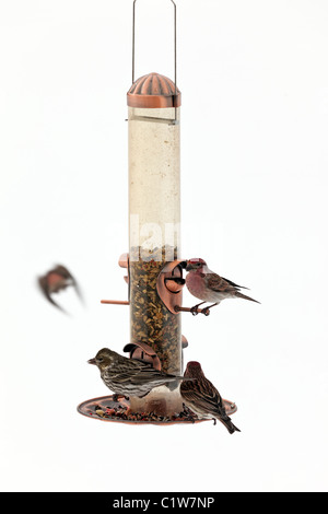 Passeri wild in tempesta di neve uccelli House Finch alimentazione su bird feeder. Bird volare lontano. Foto Stock