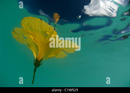 Un giallo brillante hibiscus galleggianti nelle acque da qualche parte intorno alle isole hawaiane. Foto Stock