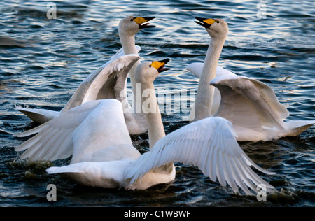 Whooper cigni saluto ogni altro , cygnus cygnus , Solway Firth , Scozia Foto Stock