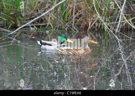 Le anatre bastarde, Drake e gallina, nuoto nel laghetto. Semi di close-up, greenhead, Capo Verde, Brown Hen. Gli uccelli, acqua, uccelli acquatici, wild Foto Stock