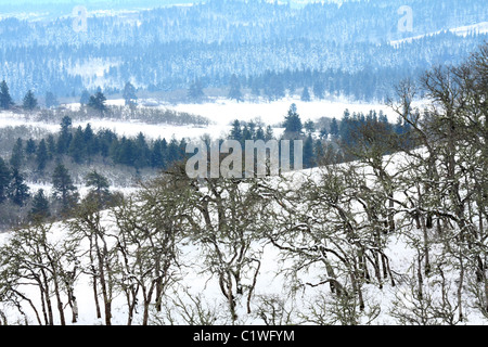 40,600.03199 nevoso inverno giornata con neve accentuando la sfrondato miste di querce e verde pino Ponderosa foreste sparsi su dolci colline. Foto Stock