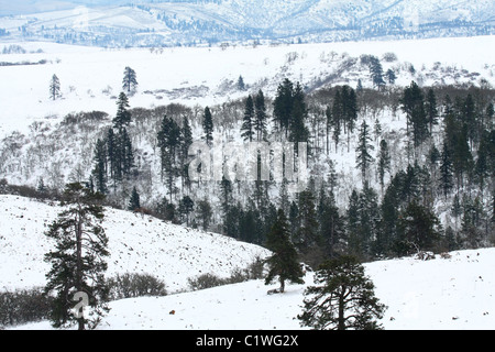 40,600.03205 nevoso inverno giornata con neve accentuando la sfrondato miste di querce e verde pino Ponderosa foreste sparsi su dolci colline. Foto Stock