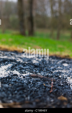 Resti di un fuoco di legno aperto Foto Stock