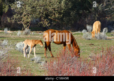 40,600.03321az Sorrel marrone a cavallo e il suo puledro al pascolo in una high desert erba e sagebrush prato con alberi di ginepro in background. Foto Stock