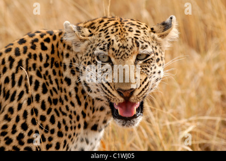 African femal leopard profumo segnando il suo territorio. Foto Stock