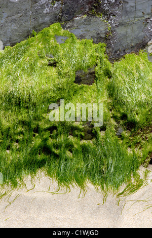 Enteromorpha alghe radicate sul rock Foto Stock