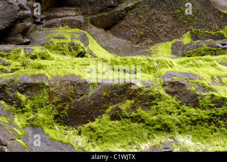 Le Alghe verdi che coprono le rocce costiere Foto Stock