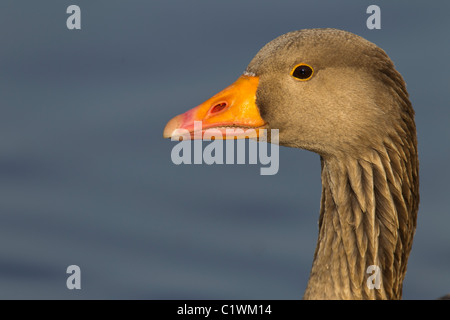 Grigio Oca Lag. Ariser anser (Anatidi) Testa Close-up Foto Stock