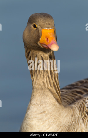 Grigio Oca Lag. Ariser anser (Anatidi) Testa Close-up Foto Stock