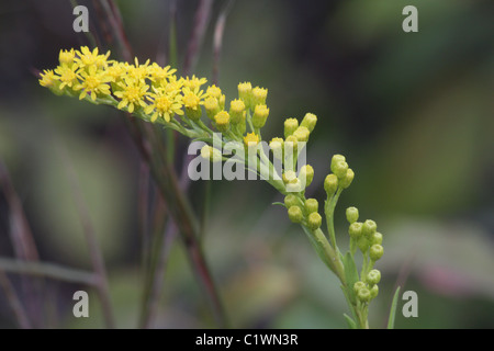 Fiori e boccioli di fiori recisi di seaside oro, Solidago sempervirens. Foto Stock