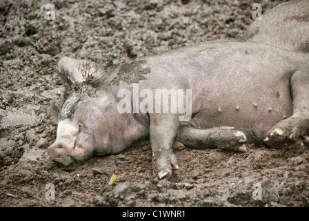 Berkshire Pig giacente in un fango sguazzi, pietra granai Centro per l Alimentazione e l agricoltura, Pocantico Hills, New York, Stati Uniti d'America Foto Stock