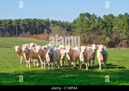 Charolais / Bos taurus bovini da carne - Francia. Foto Stock