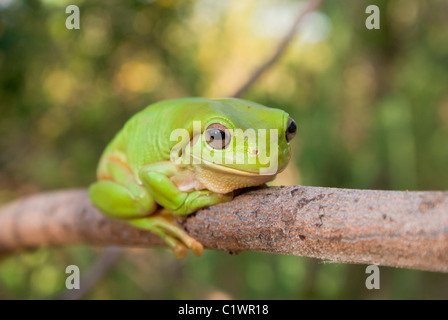 Ranocchio verde (Litoria caerula) Foto Stock