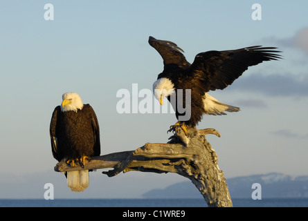 Due coppia aquile calve ubicazione su un albero morto tronco alla spiaggia di Kachemak Bay nei pressi di Omero in Alaska Foto Stock