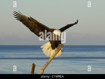 Coppia aquile calve ubicazione su un albero morto tronco alla spiaggia di Kachemak Bay nei pressi di Omero in Alaska Foto Stock