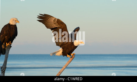 Due coppia aquile calve ubicazione su un albero morto tronco alla spiaggia di Kachemak Bay nei pressi di Omero in Alaska Foto Stock