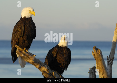 Due coppia aquile calve ubicazione su un albero morto tronco alla spiaggia di Kachemak Bay nei pressi di Omero in Alaska Foto Stock