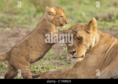 Foto di stock di LION CUB a giocare con la sua mamma. Foto Stock