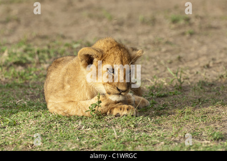 Foto di stock di un Lion cub appoggiato la sua testa sulla sua zampa. Foto Stock