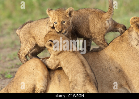 Foto di stock di lion cubs giocano con la loro mamma. Foto Stock