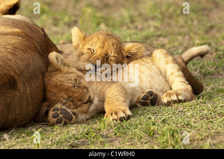 Stock Foto di due lion cubs suono addormentato, coccolati fino dietro la loro mamma. Foto Stock