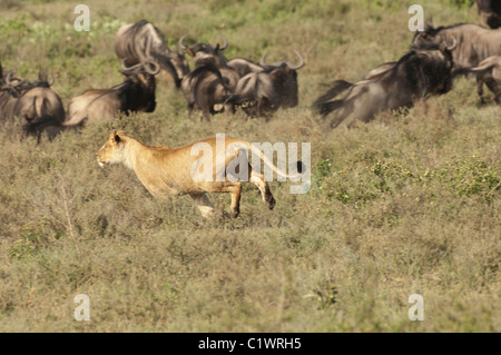 Foto di stock di una leonessa a caccia di un gruppo di GNU. Foto Stock