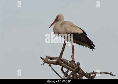 Foto di stock di una cicogna bianca appollaiato sulla cima di un ramo di albero. Foto Stock