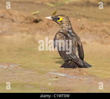 Wattled starling la balneazione Foto Stock