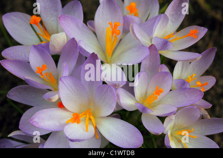 Molla blu crocus crochi fiore fiori in pieno fiore crocus vernus Foto Stock