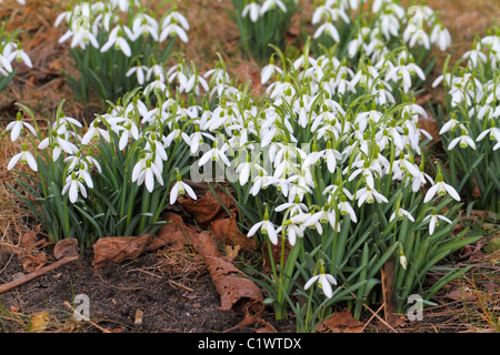 Snowdrops in piena fioritura Galanthus gracilis Foto Stock