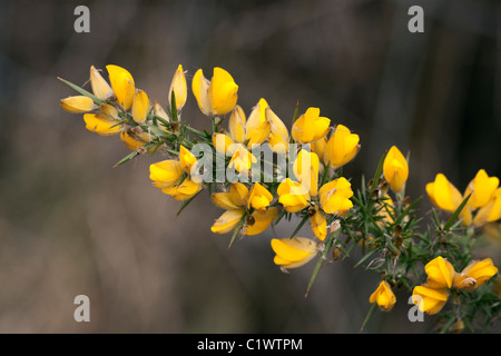 Gorse Ulex Europaeus in fiore Foto Stock