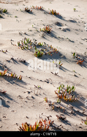 Vista della vegetazione comune sulle spiagge portoghesi. Foto Stock