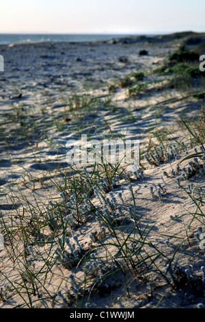 Vista la vegetazione comune sulle spiagge dell'Algarve in Portogallo. Foto Stock