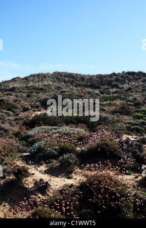 Vista della vegetazione di duna sulla regione di Sagres Portogallo. Foto Stock