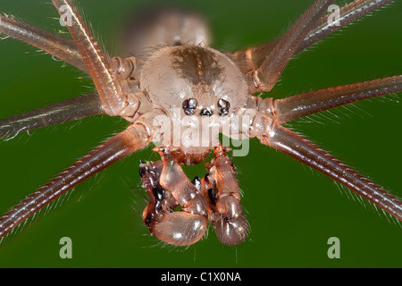 Capostipite di lungo le gambe spider, daddy long-gambe spider, daddy long-legger, cantina spider, vibranti spider, vista macro della testa Foto Stock