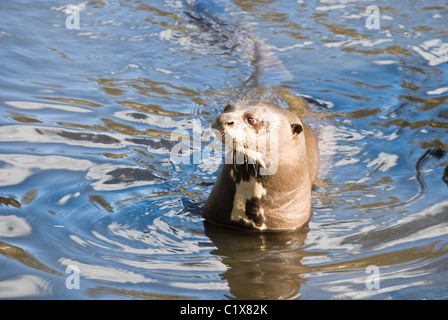 Captive lontra gigante nel santuario della fauna selvatica /Centro di castagno nel distretto di peak Derbyshire Foto Stock