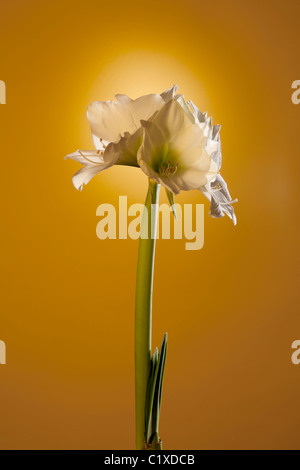 Un amaryllis Amaryllidaceae in studio Foto Stock