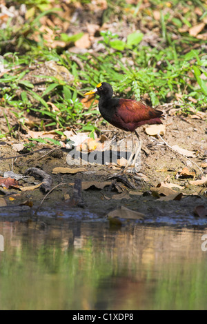 Northern Jacana Jacana spinosa adulto a bordo d'acqua a La Belen, Repubblica di Cuba in aprile. Foto Stock